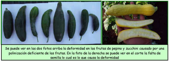 Polinización intensiva de cultivos frutales y de semilla
